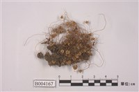 藏品(花萼蘚屬)的圖片